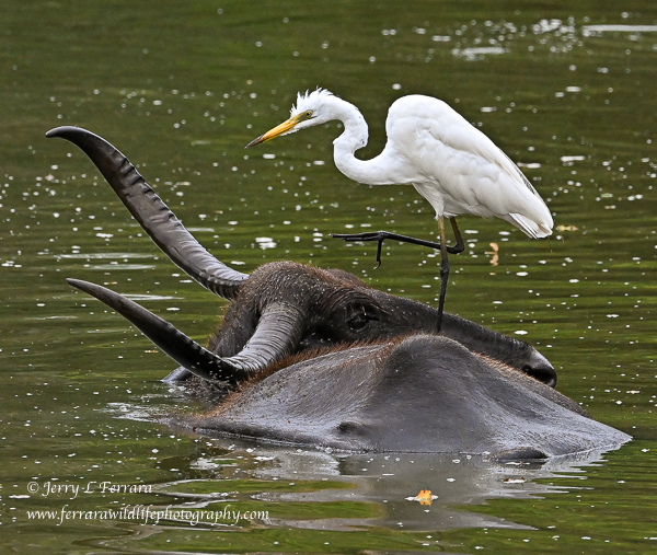 Great Egret/Water Buffalo