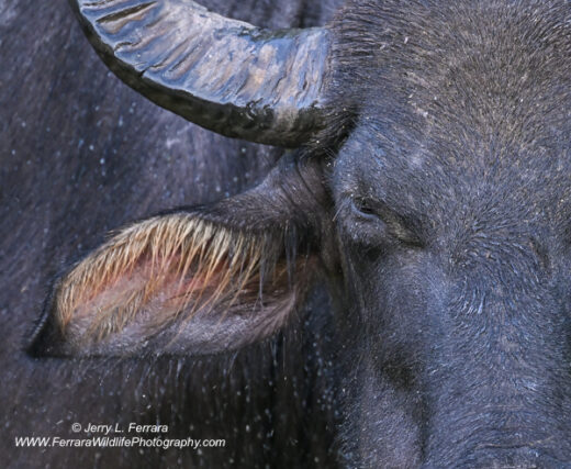 Water Buffalo [detail]