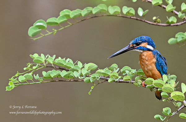 Common Kingfisher