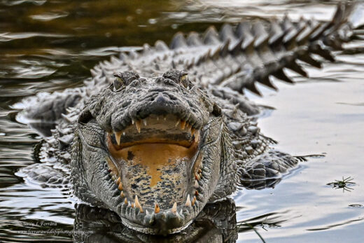 Crocodile