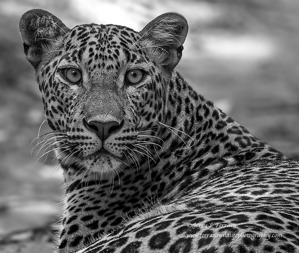 Leopard