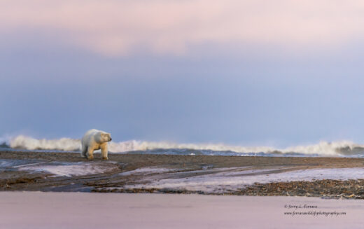 Polar Bear