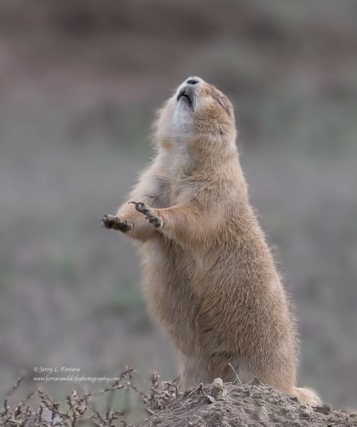 Black-tailed Prairie Dog
