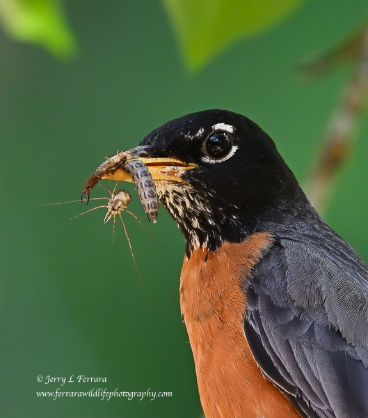 American Robin