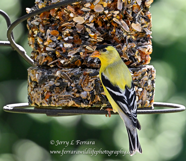 American Goldfinch