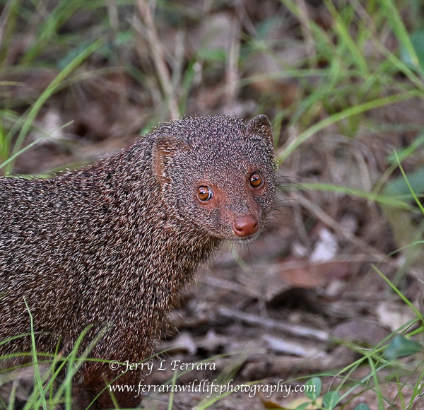 Ruddy Mongoose