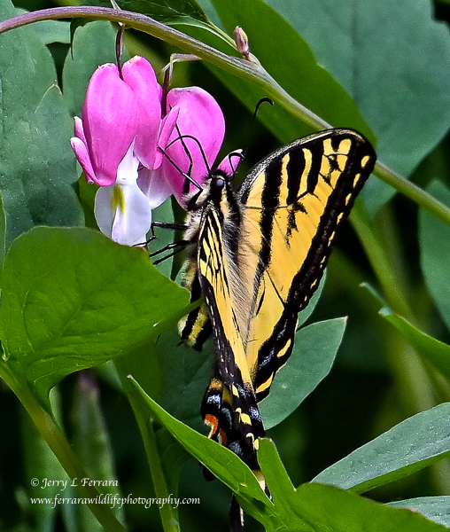 Tiger Swallowtail/Bleeding Heart