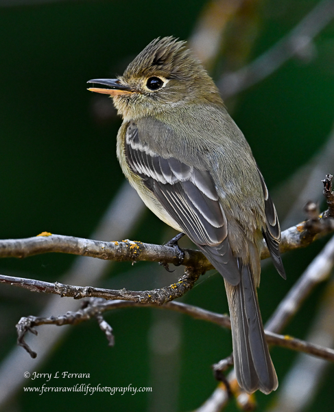 Western Flycatcher