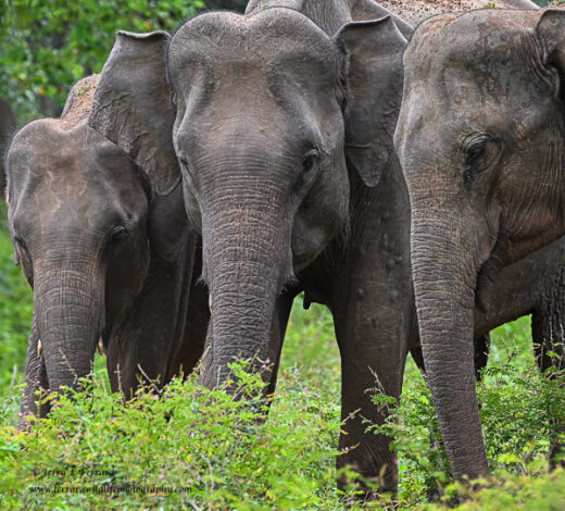 Asian Elephant