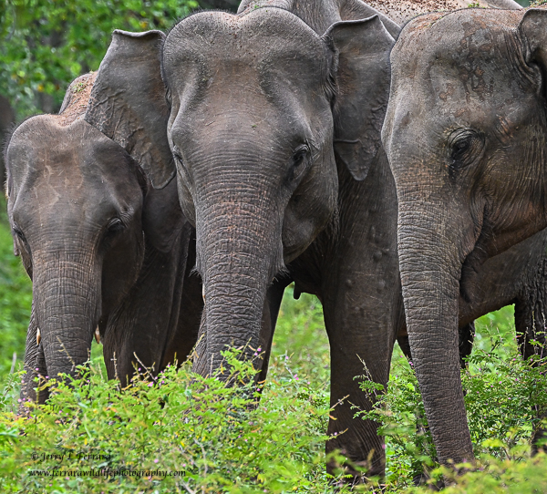 Asian Elephant