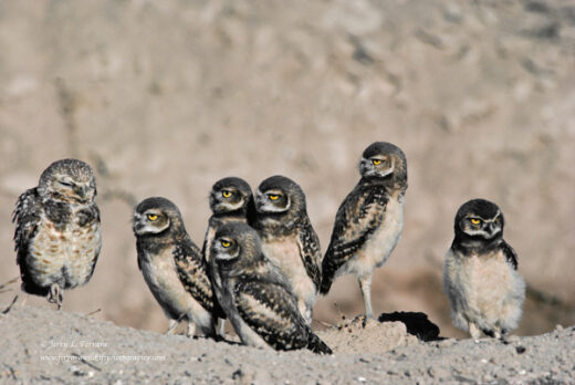 Burrowing Owl