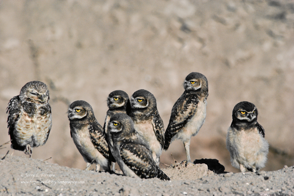 Burrowing Owl