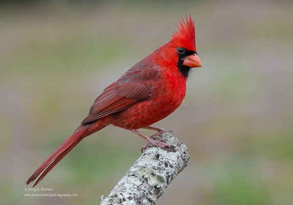 Northern Cardinal