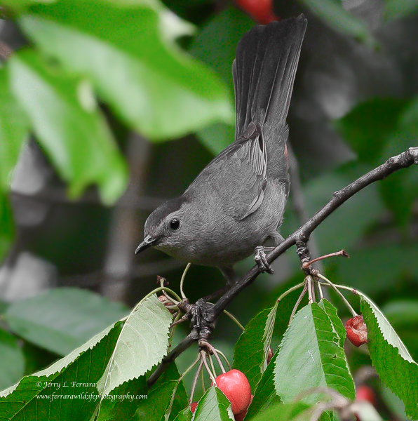 Gray Catbird