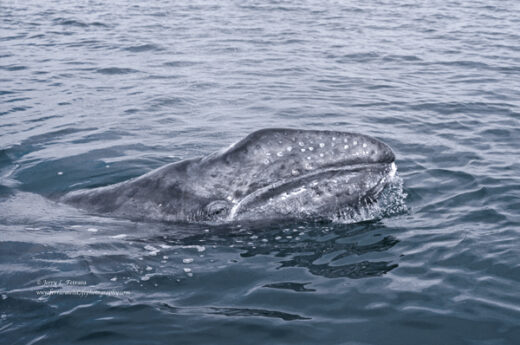 Gray Whale [calf]