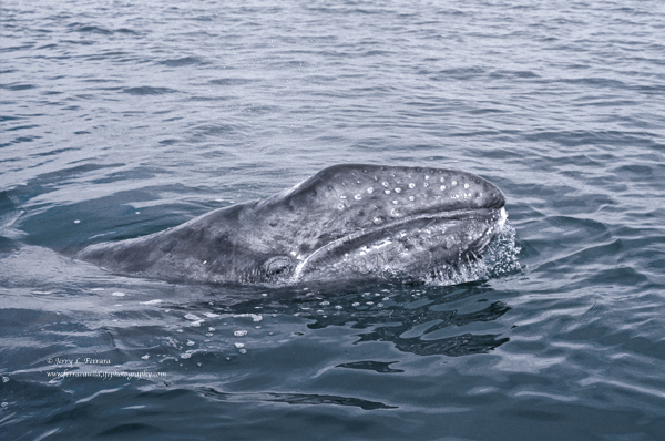 Gray Whale [calf]