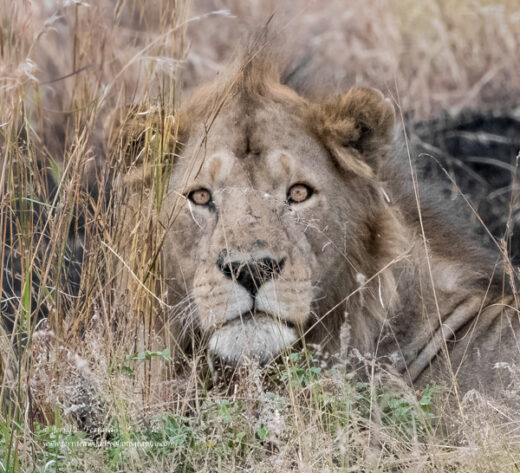 African Lion