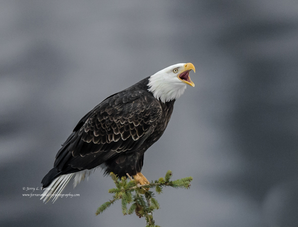 Bald Eagle