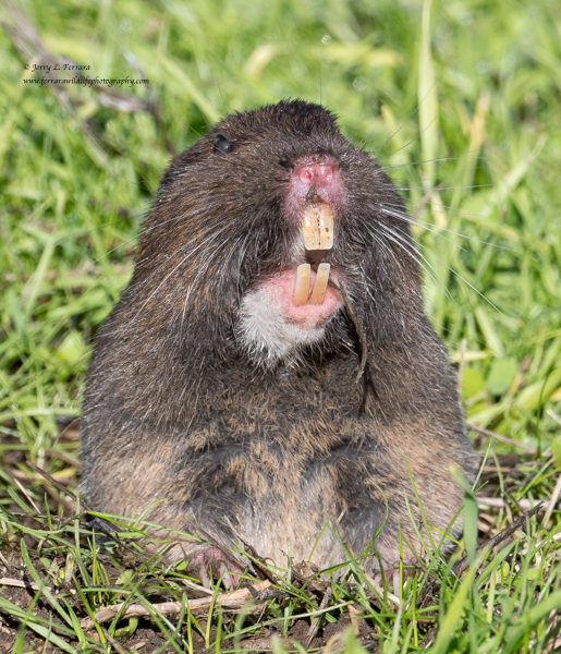 Pocket Gopher