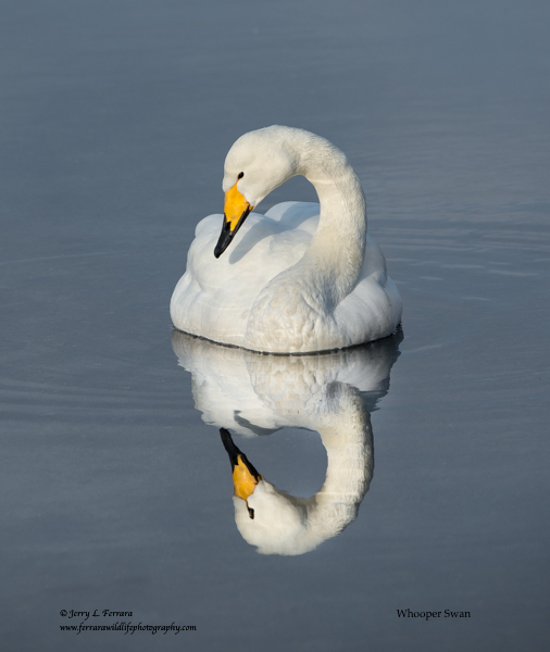 Whooper Swan