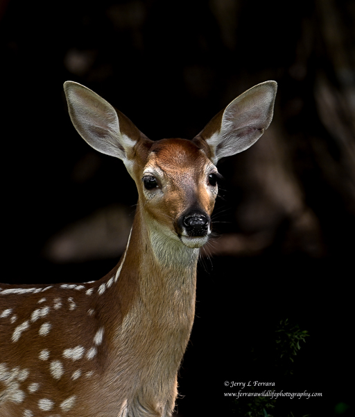 White-tailed Deer fawn
