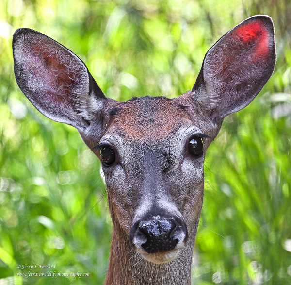 White-tailed Deer