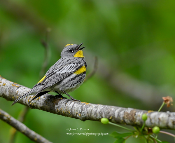 Yellow-rumped Warbler