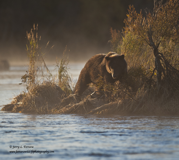 Alaskan Brown Bear