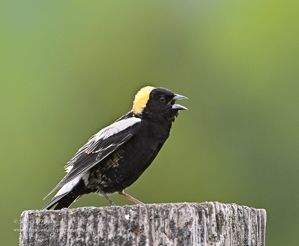 Bobolink