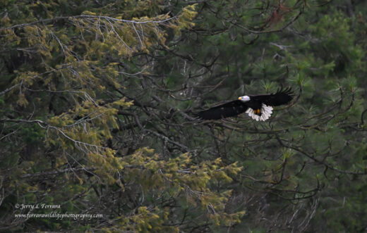 Bald Eagle