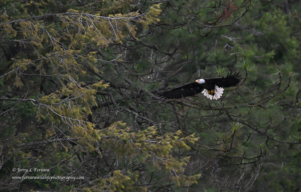 Bald Eagle