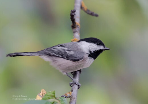 Black-capped Chickadee