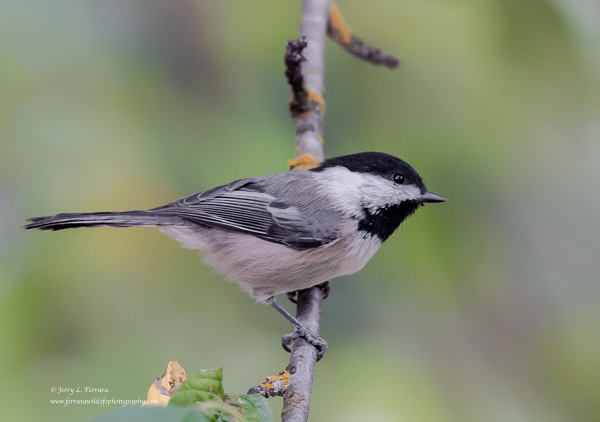 Black-capped Chickadee