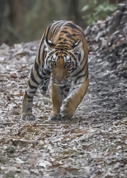 Bengal Tiger