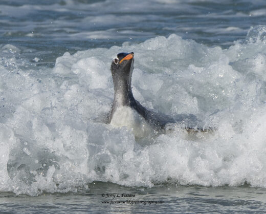 Gentoo Penguin
