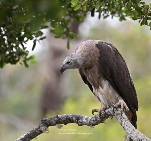 Grey-headed Fish Eagle