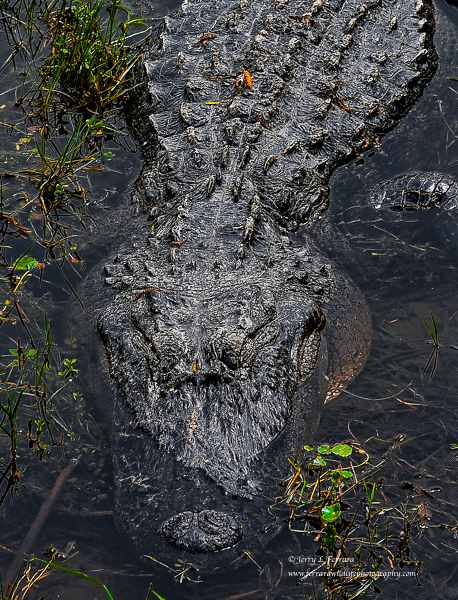 American Alligator