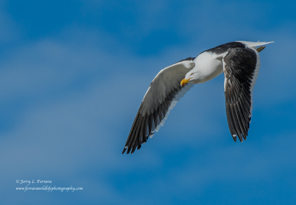 Kelp Gull