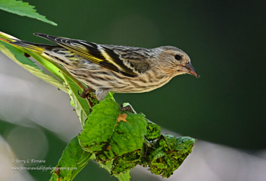 Pine Siskin