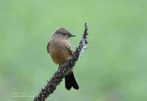 Say's Phoebe