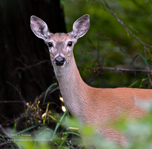 White-tailed Deer