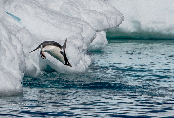 Adélie Penguin