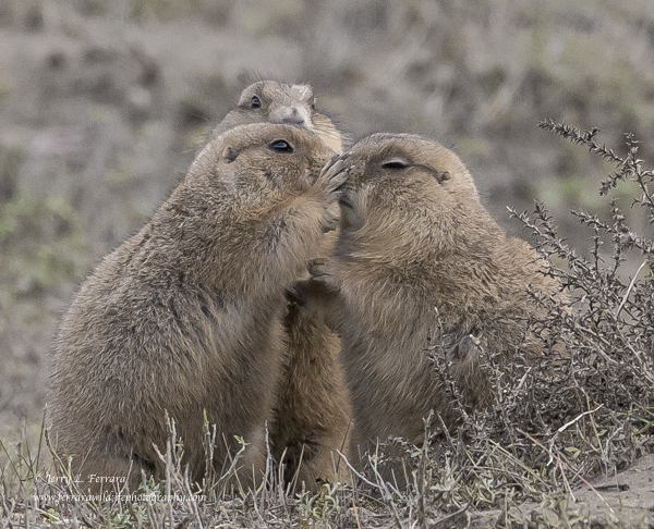 Black-tailed Prairie Dog