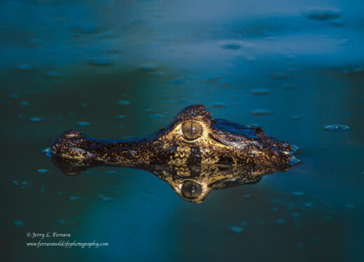 Yacare Caiman