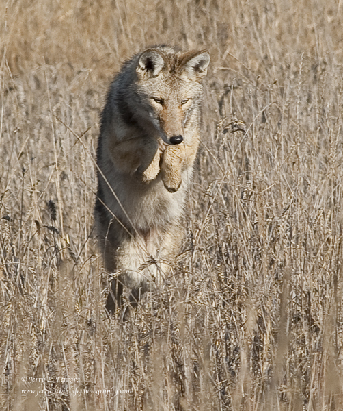 Coyote