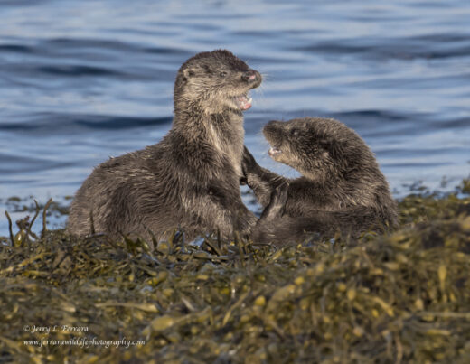Eurasian Otter