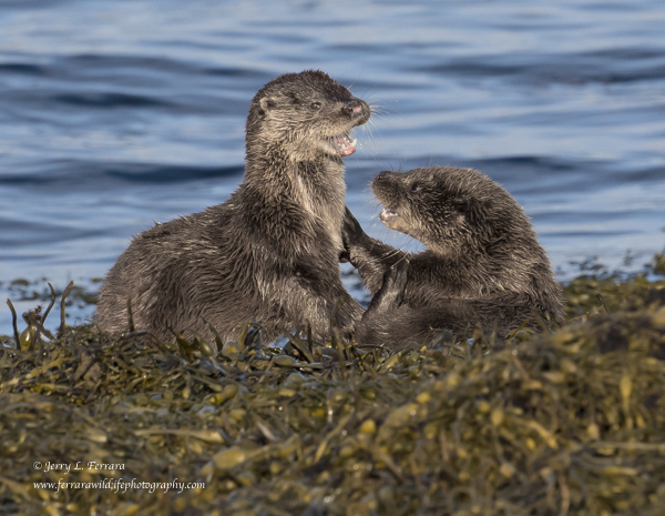 Eurasian Otter