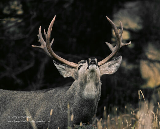 Mule Deer