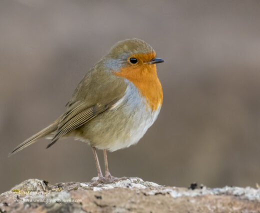 European Robin
