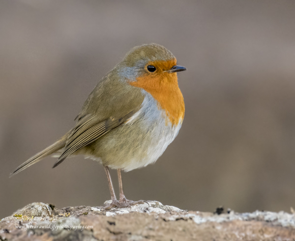 European Robin